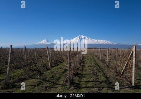 Majestätischen Ararat Berg mit Blick auf die Weinberge. Stockfoto