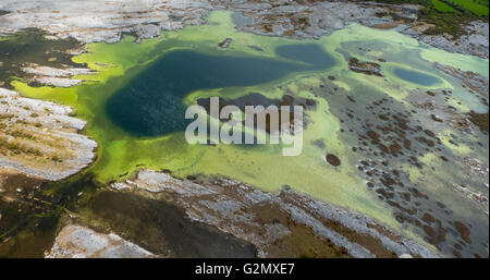 Luftaufnahme, kleinen Seen in den Burrenfelsen, Karstseen im Burren, grüne Algen, Burren, Naturschutzgebiet, Kalkstein, Kreide Stockfoto