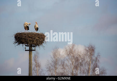 Paar der Störche stehen im Nest auf den elektrischen Pol Stockfoto