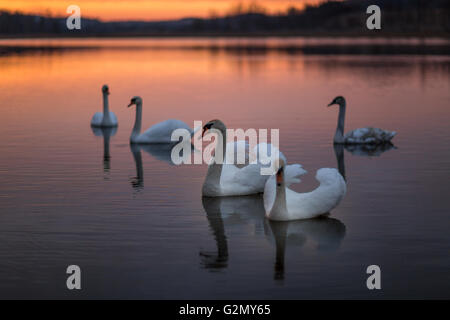 Gruppe der Schwäne auf dem See mit einem wunderschönen Sonnenuntergang. Stockfoto