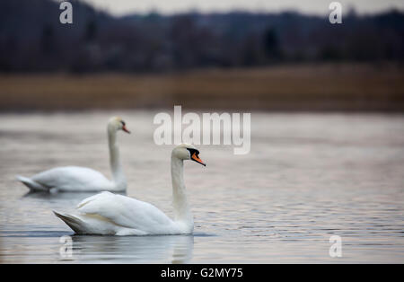 Romantisches Paar Schwäne auf dem See Stockfoto