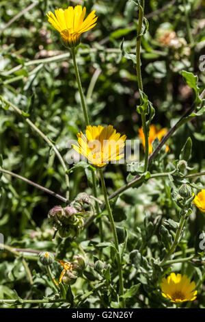 Calendula officinalis Stockfoto