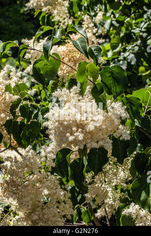 Syringa pekinensis Stockfoto
