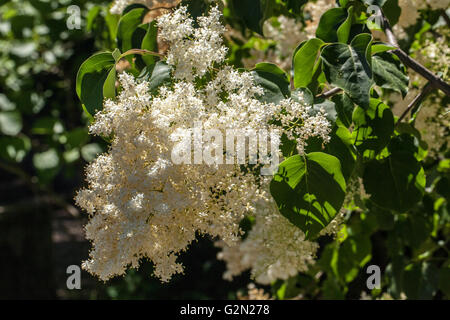 Syringa pekinensis Stockfoto