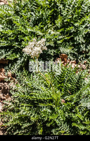 Filipendula ulmaria Stockfoto