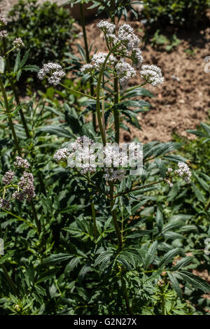 Valeriana officinalis Stockfoto