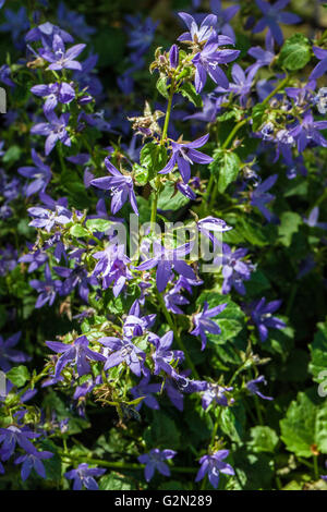 Campanula medium Stockfoto