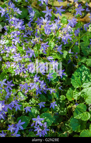 Campanula medium Stockfoto