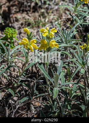 Phlomis lychnitis Stockfoto