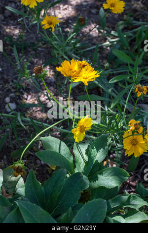 Coreopsis grandiflora Stockfoto