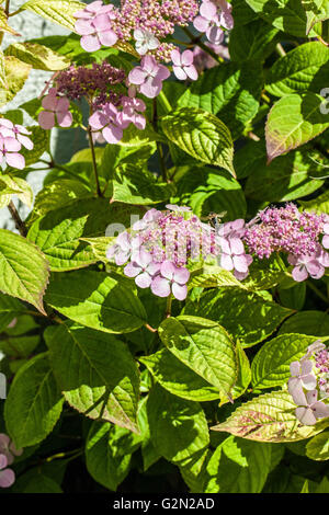 Hydrangea serrata Stockfoto