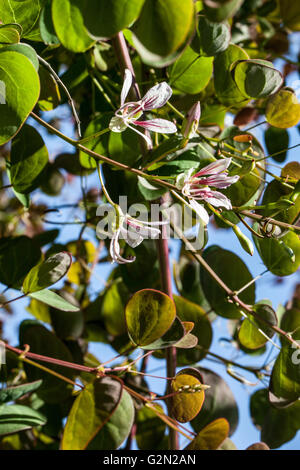 Bauhinia yunnanensis Stockfoto