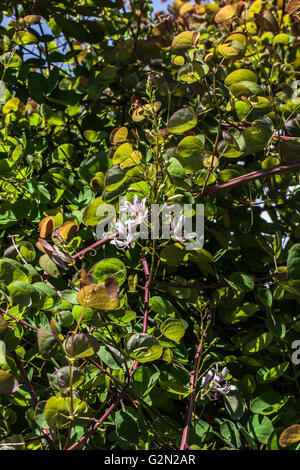 Bauhinia yunnanensis Stockfoto