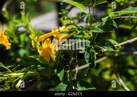Tecomaria garrocha Stockfoto