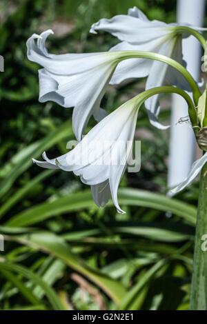 Agapanthus Campanulatus albus Stockfoto