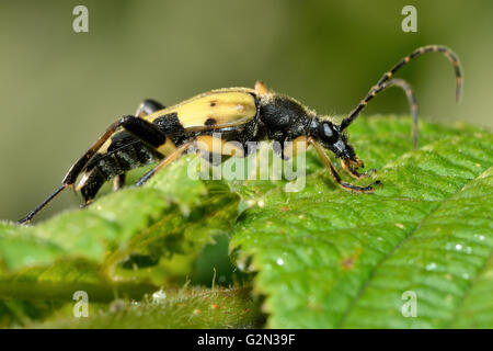 Spotted Longhorn Beetle (Rutpela Maculata). Gelb-schwarzes Insekt in der Familie Cerambycidae, mit extrem langen Antennen Stockfoto