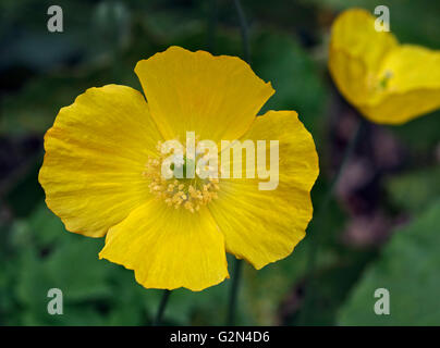 Gelbe isländischer Mohn (Papaver) Stockfoto