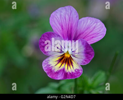 Viola Pink/lila/violett Stockfoto