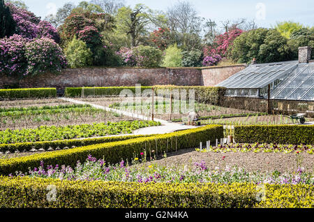 Blumengarten Betten in Vorbereitung für einen Sommer zeigt in einem ummauerten Garten am Heligan Cornwall Stockfoto