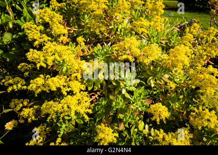 Aeonium Arboreum in Blüte im Mai Stockfoto