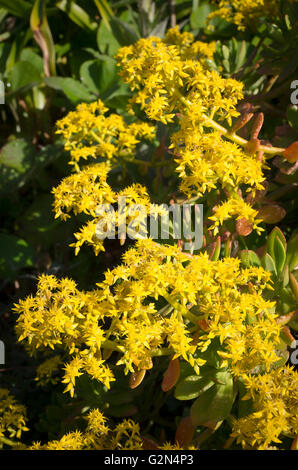 Aeonium Arboreum in Blüte in Cornwall im Mai Stockfoto