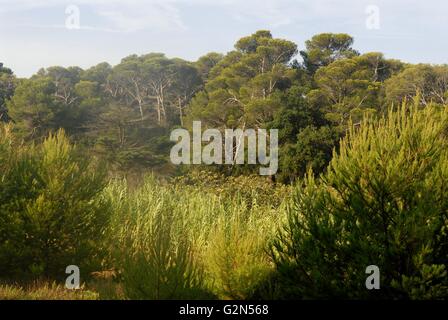 Südfrankreich, Porquerolles Island, Vegetation im Nationalpark Stockfoto