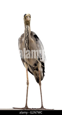 Graureiher (Ardea Cinerea). Isoliert auf weißem Hintergrund. Ansicht von vorne. Stockfoto