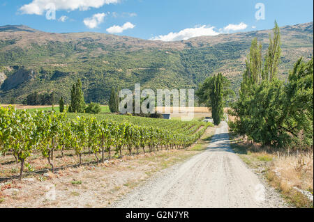 Gibbston Valley Region Wein Central Otago auf der Südinsel in Neuseeland Stockfoto