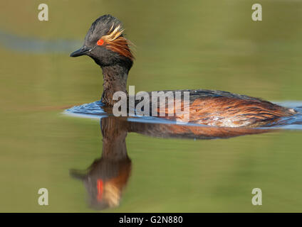 Schwarzhalstaucher (Podiceps Nigricollis) Schwimmen im Wasser, die Niederlande Stockfoto