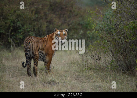 Tiger auf einem Spaziergang Stockfoto