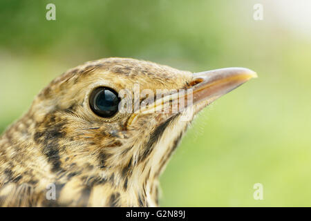 Jungen Singdrossel (Turdus Philomelos) vor Fenster schließen sich die Niederlande Stockfoto