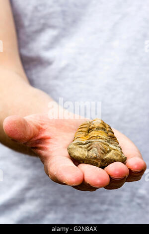 Mann, der einen fossilen Trilobiten in seiner Hand hält Stockfoto