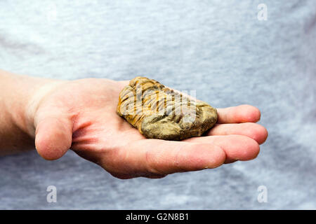 Mann, der einen fossilen Trilobiten in seiner Hand hält Stockfoto