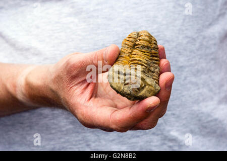 Mann, der einen fossilen Trilobiten in seiner Hand hält Stockfoto