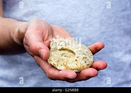 Mann, die fossilen Ammoniten in seiner Hand hält Stockfoto