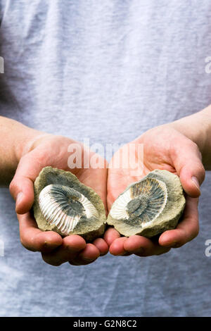 Mann hält eine Konkretion mit einem fossilen Ammoniten (Besetzung und Schimmel sichtbar) Stockfoto