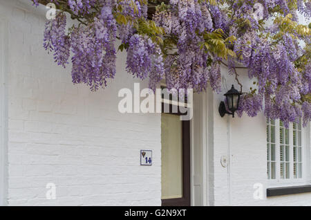 Blühende Glyzinie (Wisteria Sinensis) wachsen auf einem weiß getünchten Haus im Dorf Ecton, UK Stockfoto