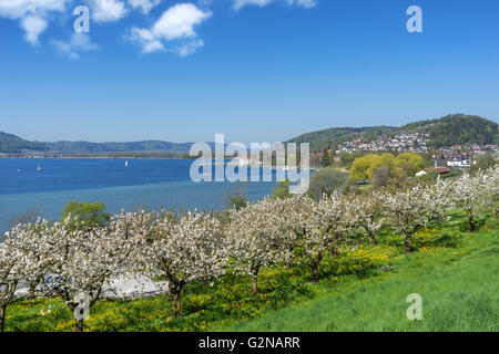 Blühende Obstbäume in Bodman am Bodensee Stockfoto