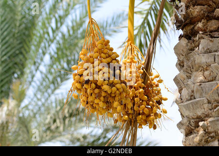 Cluster von Termine hängen von einer Dattelpalme langsam Reifen Stockfoto