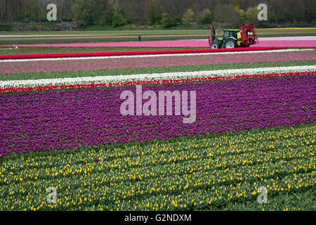 Tulpen wachsen in der Nähe von Amsterdam Stockfoto