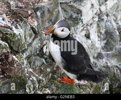 Papageientaucher sind drei kleine Arten von Alkenvogel (Alken) in der Vogel-Gattung Fratercula mit einem bunten Schnabel während der br Stockfoto