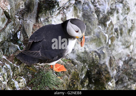 Papageientaucher sind drei kleine Arten von Alkenvogel (Alken) in der Vogel-Gattung Fratercula mit einem bunten Schnabel während der br Stockfoto