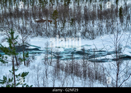 Wasserfall Malselvfossen schneebedeckt im Winter, Bardufoss, Troms, Norwegen, Europa Stockfoto