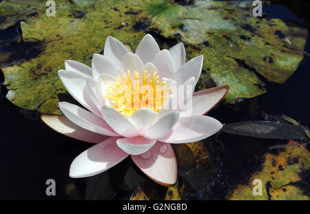 Rosa und gelbe Seerose (Lotus) Blume und Pads auf einem Teich schwimmen Stockfoto
