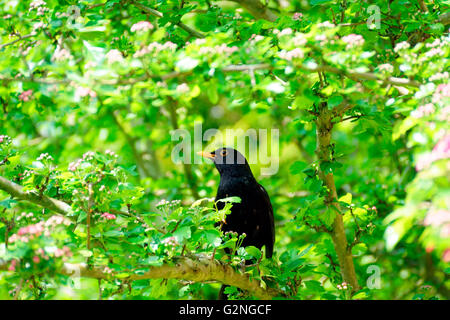 GEMEINSAMEN SCHWARZER VOGEL Stockfoto