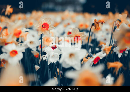 Schöne Narzissen. Blühende Blumen im weltberühmten Keukenhof-Park in Niederlande. Frühling Garten, lebendige Blumenkarte mit Stockfoto
