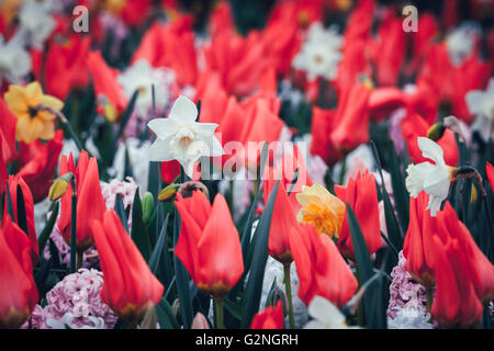 Schöne Narzissen und Tulpen. Blühende Blumen im weltberühmten Keukenhof-Park in Niederlande. Frühling Garten, lebendige Blumen Stockfoto