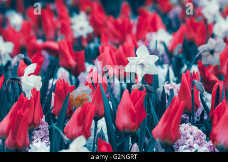 Schöne Narzissen und Tulpen. Blühende Blumen im weltberühmten Keukenhof-Park in Niederlande. Frühling Garten, lebendige Blumen Stockfoto
