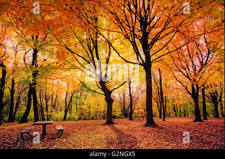 Ein Picknick-Bereich unter Ahornbäume im Herbst Farbe in Minnesota Stockfoto