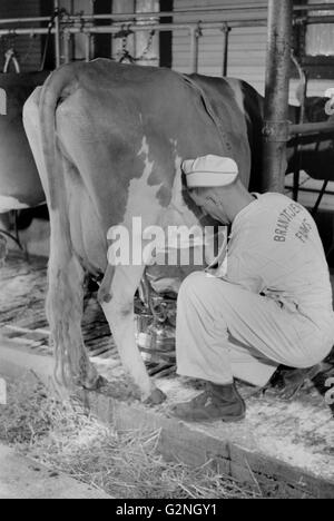 Mann, die Anpassung der Melkmaschine, Dakota County, Minnesota, USA, Arthur Rothstein für Farm Security Administration (FSA), September 1939 Stockfoto